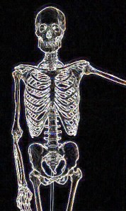 Human-Skeletona