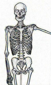 Human-Skeletonc