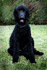 Standard_Poodle_black_male_sitting (2)
