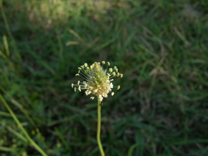 grass (1)